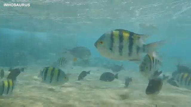 Красное море. Подводные съемки. Целое море рыбы! Мелководье 1/4. Египет/Egypt (part 6) смотреть онлайн