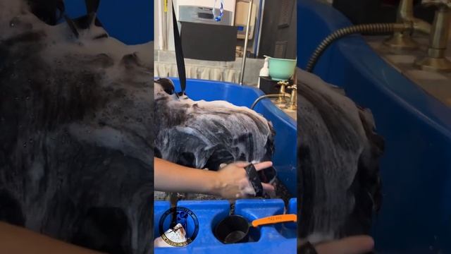 Стрижка шпица комплексный груминг #animal #groom #dog смотреть онлайн