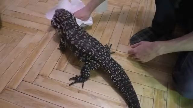 Кормление домашнего динозавра с ложки :) смотреть онлайн