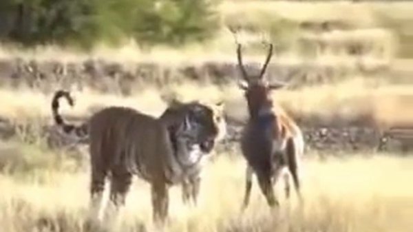Tiger attacks Deer   Tiger vs  Deer  Тигр против оленя