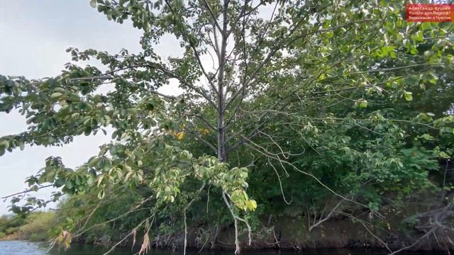 2020.08.11-16 Путешествие в лето на Чукотке. Отдых и рыбалка на нельму, щуку, кету. Природа Чукотки смотреть онлайн