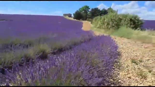 Lavender Flower | Valensole - Provence - France 🇫🇷 | #vlog #france #trending #Paris2Pondy смотреть онлайн