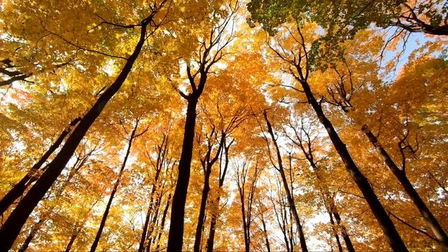 Спокойная музыка для отдыха, сна, медитации, релакс!!! смотреть онлайн