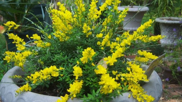 SWEET BROOM SHRUB | Genista Cytisus x spachiana смотреть онлайн