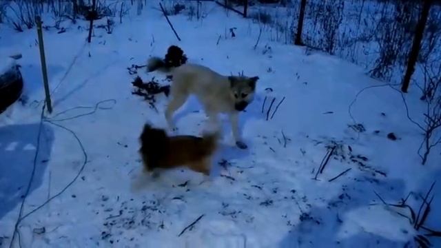 #ЕЙСК, #ДАЧИ БУДКА для Тайсона почти готова. Получила зарплату от ютуб! спасибо всем большое! смотреть онлайн