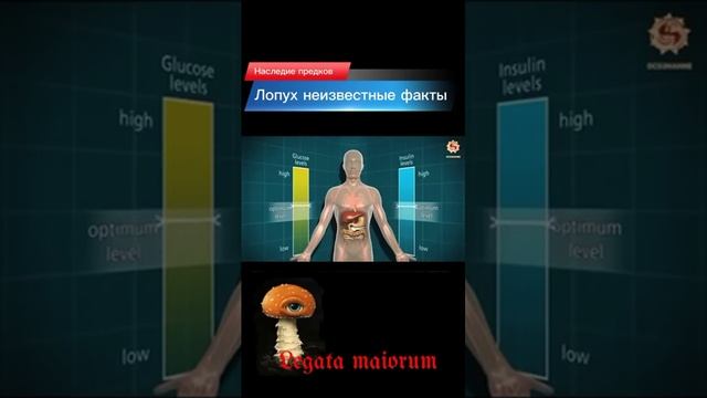 Лопух - клад который под ногами !!!! Смотреть всем !!! Академик всех болезней смотреть онлайн
