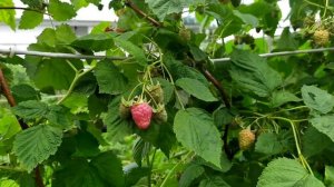 Малина штамбовая или малиновое дерево Крепыш начинает созревать - большая и вкусная ягода