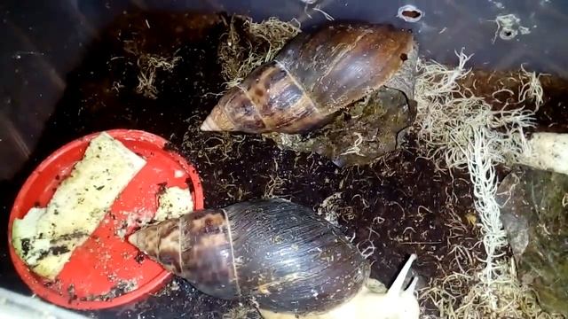 АХАТИНА ФУЛИКА КАК ВИД УЛИТКИ смотреть онлайн