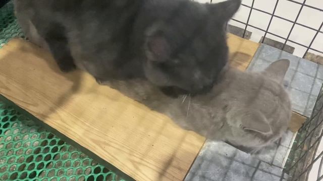 Cat in heat ? || Munchkin Mate || Cat breeding ? смотреть онлайн