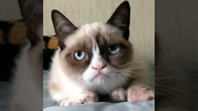 Сердитый кот/Grumpy cat смотреть онлайн