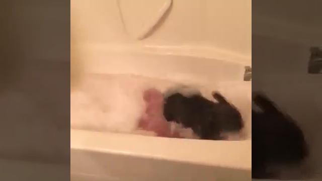 СМЕШНЫЕ РЕАКЦИИ КОШЕК, СОБАК И ДРУГИХ ЖИВОТНЫХ НА ВОДУ😹💦 смотреть онлайн