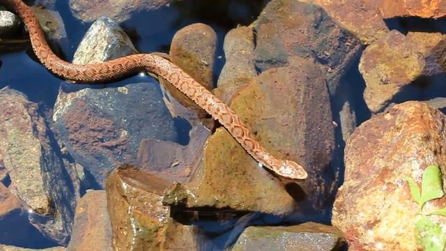 Уссурийский щитомордник (лат. Gloydius ussuriensis) смотреть онлайн