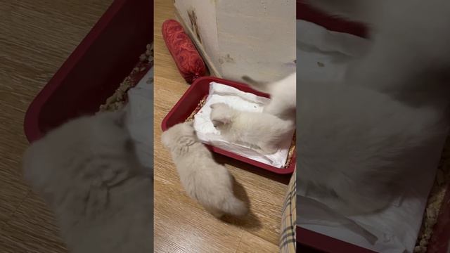 Как приучить котенка к лотку смотреть онлайн