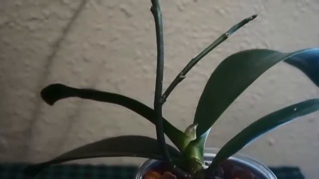 Orchid - Sequential Bloomer?! Phalaenopsis Royal Yellow Keeps On Blooming