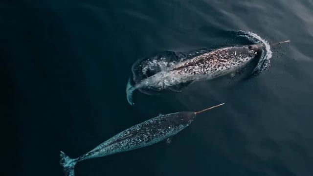 Экспедиция «Газпром нефти» нашла нарвалов у архипелага Земля Франца-Иосифа смотреть онлайн