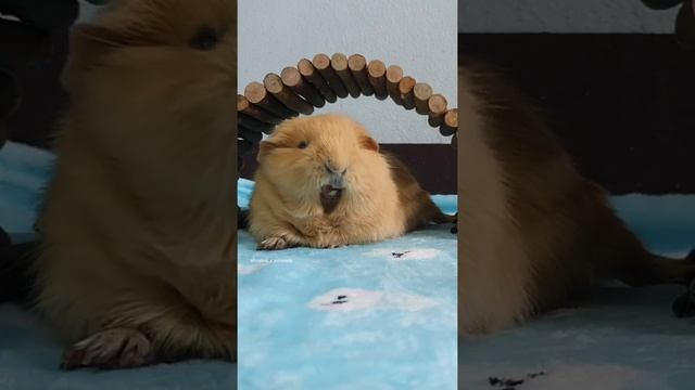 lion pig! - hughug a guinea pig смотреть онлайн