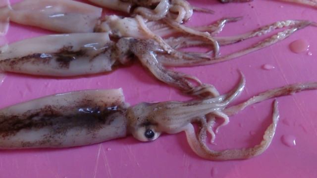 Как выглядет кальмар. Кальмар морской. смотреть онлайн