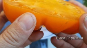 томат Лотарингская красавица