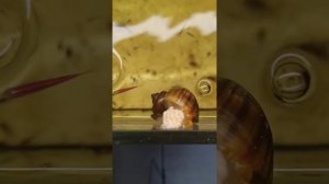 Как появляются маленькие улитки Ампулярии?! #Shorts