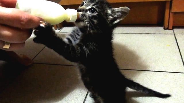 Котёнок ест из бутылочки смотреть онлайн