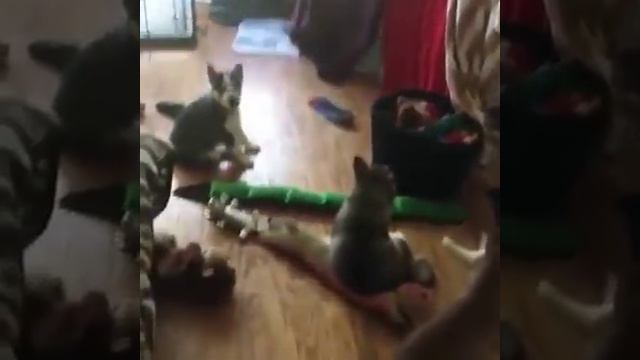 Cute baby Huskies howling with their mother! YOUR HEART WILL MELT! смотреть онлайн