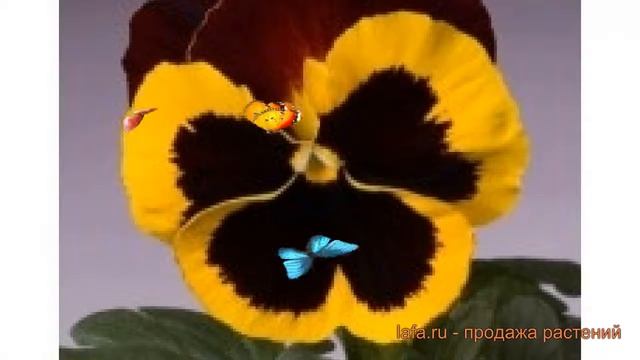 Виола крупноцветковая Еллоу ред Винг ? Еллоу ред Винг обзор: как сажать, семена виолы Еллоу ред Вин смотреть онлайн
