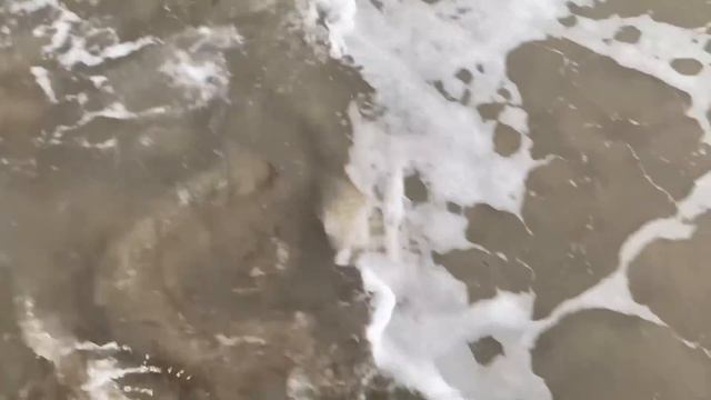 Surf Fishing the California Coast ($1000 Online Tournament) смотреть онлайн