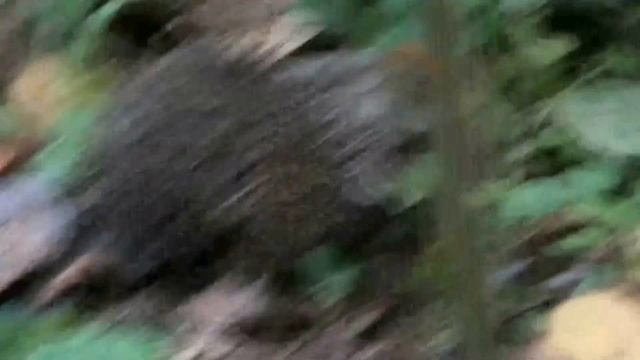 Грибы и ёжик / The mushroom and hedgehog смотреть онлайн