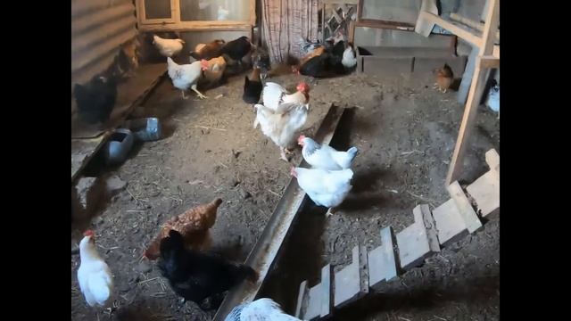 Что и как должно быть в курятнике, чтобы куры хорошо неслись. смотреть онлайн