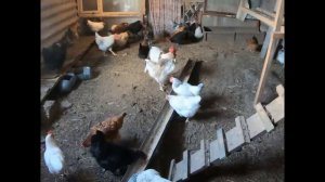 Что и как должно быть в курятнике, чтобы куры хорошо неслись.