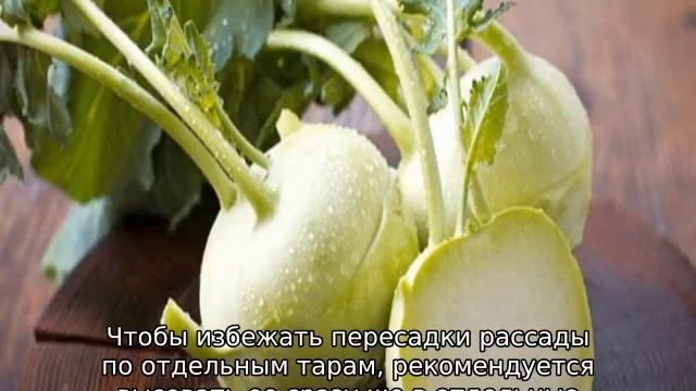 Кольраби, посадка и уход в открытом грунте смотреть онлайн