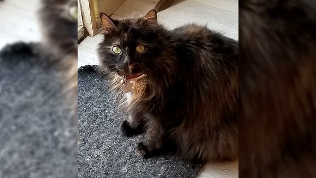 Рагамаффин. Плюсы и минусы, Цена, Как выбрать, Факты, Уход, История смотреть онлайн