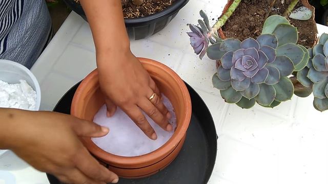 #replantes (echeveria perle von nurnberg)#fungo é conchonilhas fungicida uso esses ... смотреть онлайн