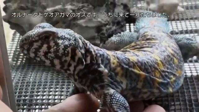 Ornate Uromastyx смотреть онлайн