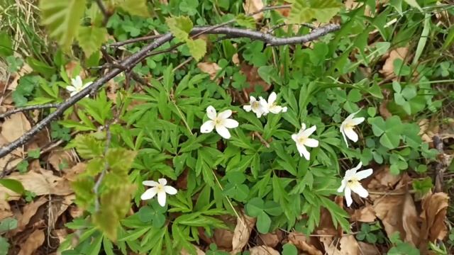 Наш первый выезд на природу после карантина. Выходной в Италии. Весна 2020 и горы Альпы