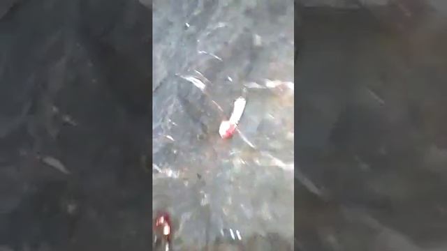 Сима с берега во Владивостоке смотреть онлайн