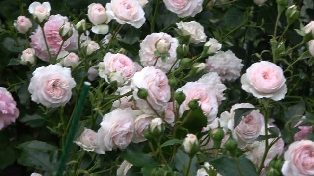 Готовимся к новому сезону. Удобрения и препараты для внекорневых подкормок роз смотреть онлайн