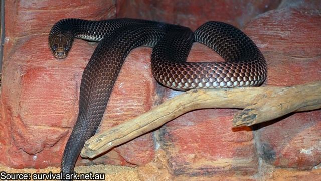 King Brown/Mulga Snake: Australia's Largest Venomous Snake | Aussie Animals смотреть онлайн