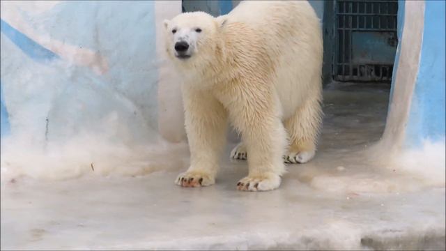 Ужин у Герды и медвежат 27.11.2020 смотреть онлайн