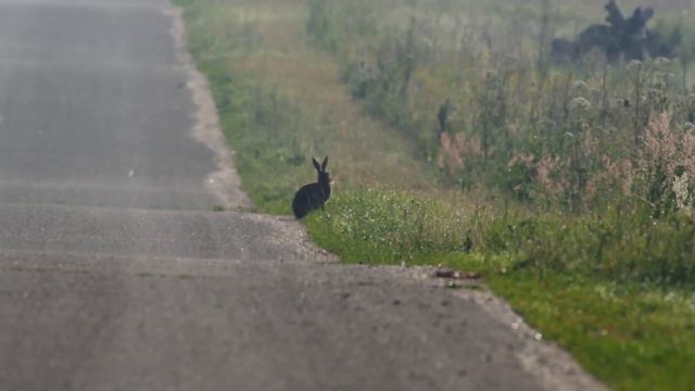 Удод и заяц. The hoopoe and the hare смотреть онлайн