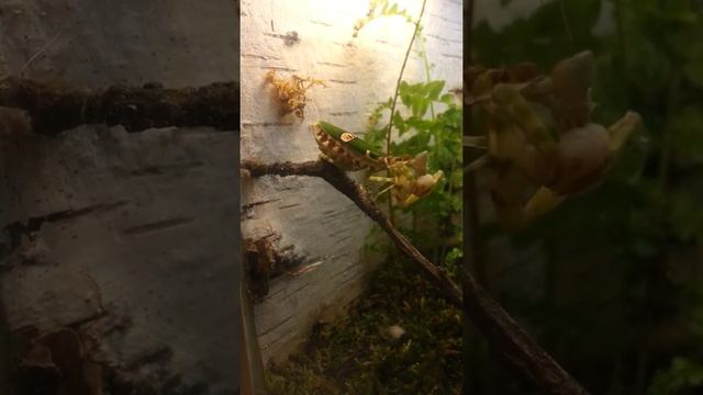 Цветочный богомол.Creobroter elongata2 смотреть онлайн