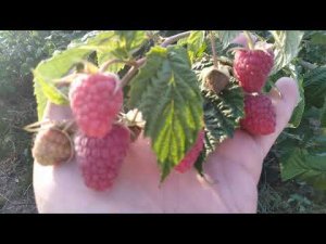 Малина сорт «Кастион» в сентябре  2020 г // Ягодная Империя Анастасии