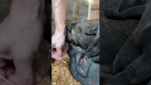 Pig Ear Cleaning смотреть онлайн