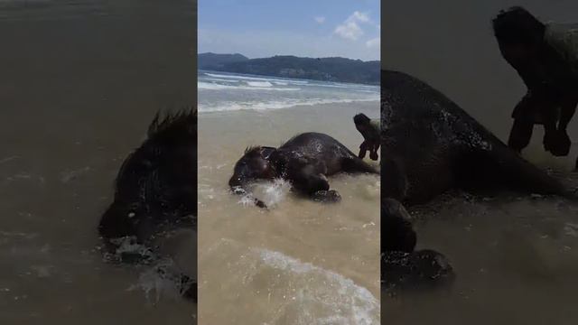 Слонёнок купается смотреть онлайн