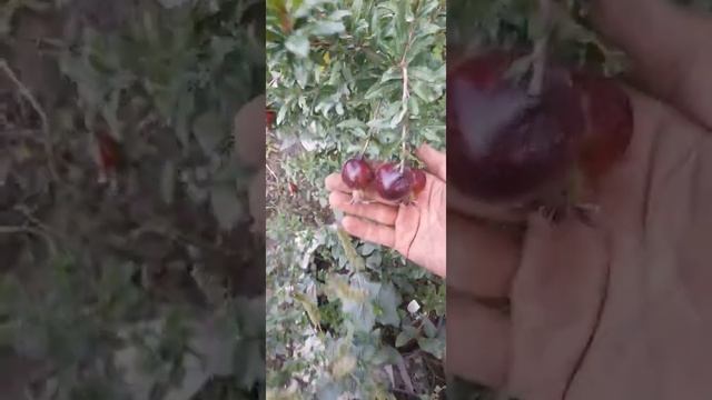 Гранат 8 шар смотреть онлайн