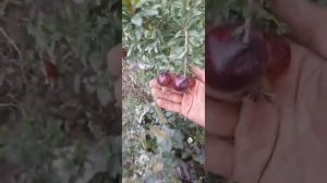 Гранат 8 шар