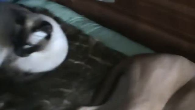 наглая кошка бедная собака смотреть онлайн