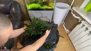 Бактериальная пленка на поверхности воды в аквариуме!!!!!