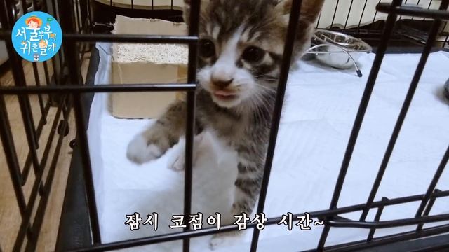 또..또..또!!! 냥줍!!!/코점이/오서방 (Country Story of City Couple EP.647) смотреть онлайн