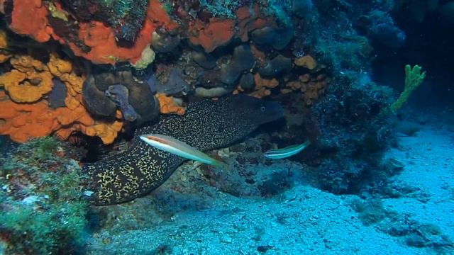 Σπέρνα στα 25μέτρα, mooray eel at patroklos смотреть онлайн
